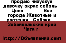 продаю чихуахуа девочку,окрас соболь › Цена ­ 25 000 - Все города Животные и растения » Собаки   . Забайкальский край,Чита г.